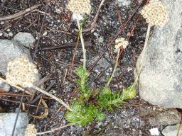 Helichrysum teretifolium early days